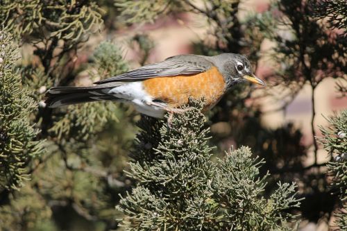 turdus migratorius american robin wildlife