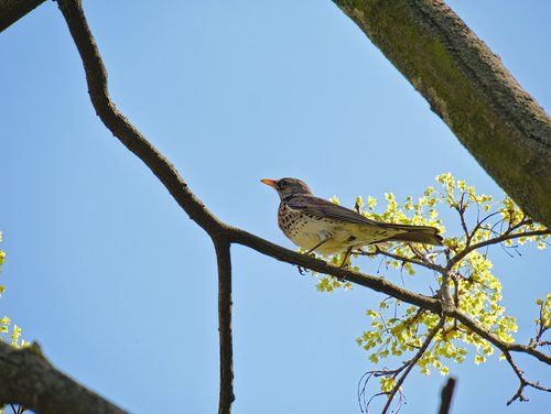 turdus pilaris  fieldfare  bird