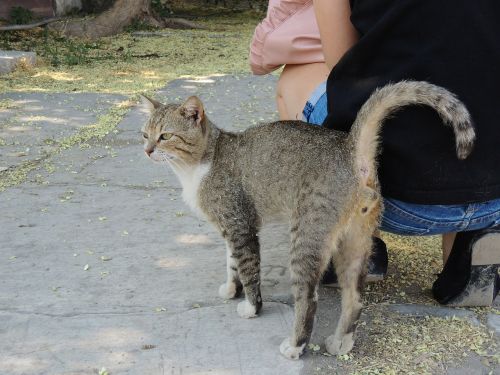 turkey izmir cat