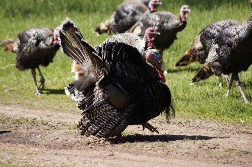 turkey thanksgiving bird