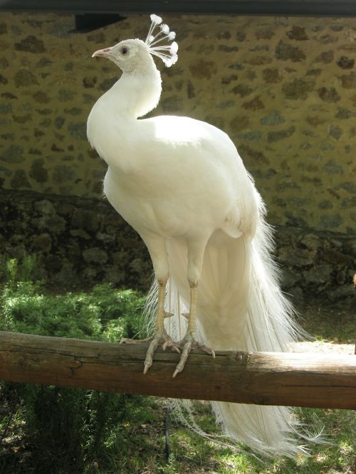 turkey peacock white