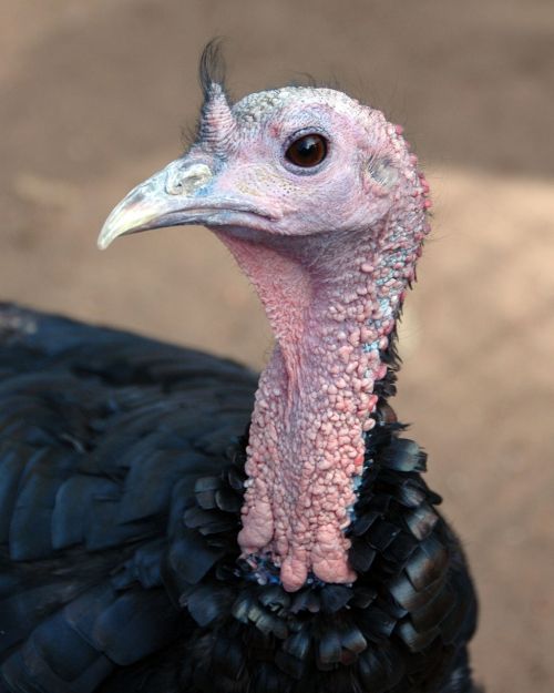 turkey bird thanksgiving