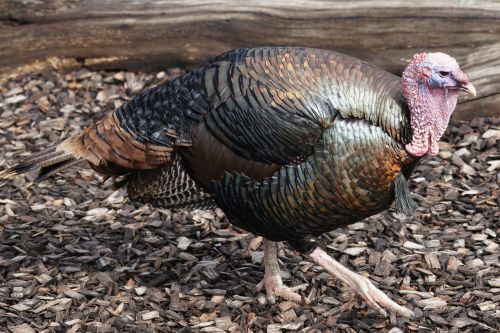 turkey bird huehnerrvogel