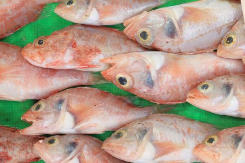 turkey istanbul fish