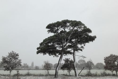 turkey snow trees