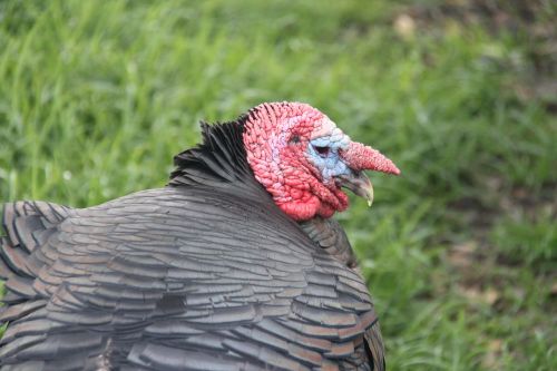 turkey bird farm