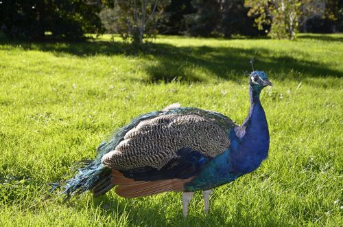 turkey animal peacock