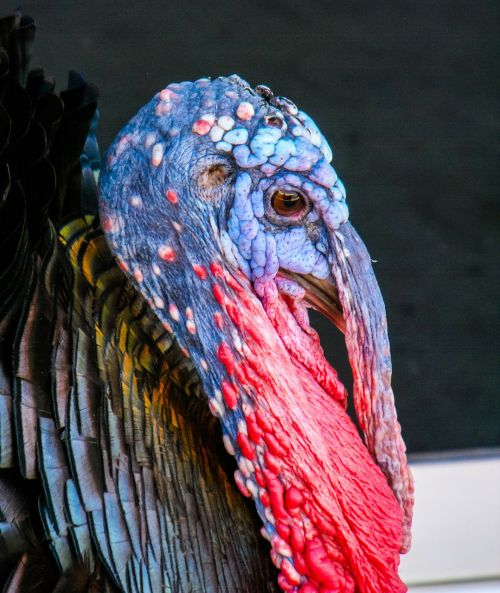 turkey bird species