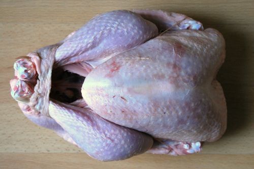 turkey poultry christmas turkey