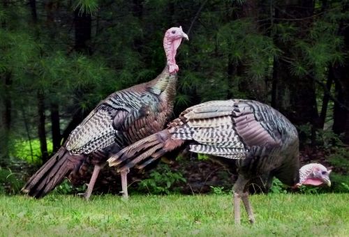 turkey wild turkeys birds