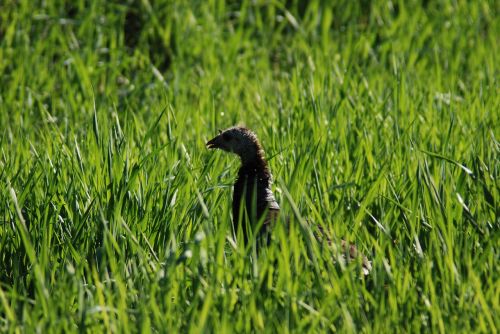 turkey wildlife animal