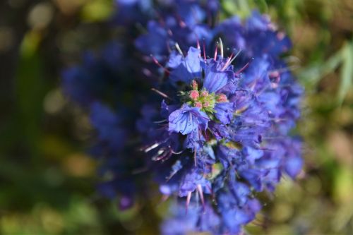 turkey ispir flower