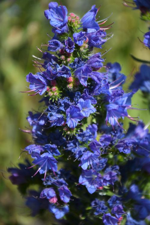 turkey ispir flower