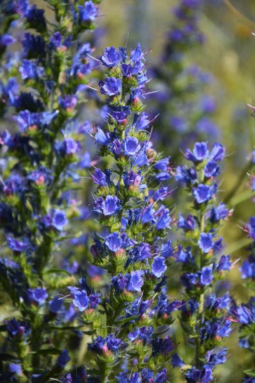 turkey ispir flower