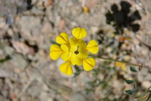 turkey ispir flower