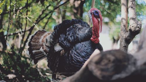 turkey bird wildlife