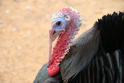 turkey animal nature