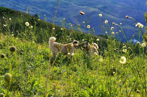 turkey nature landscape