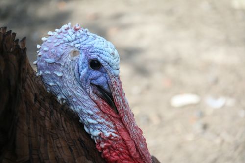 turkey bird backyard