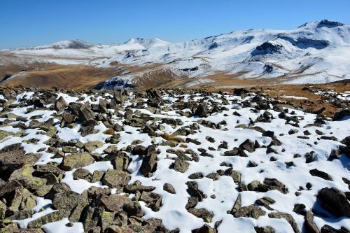 turkey nature snow