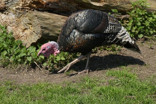 turkey  petting  birds