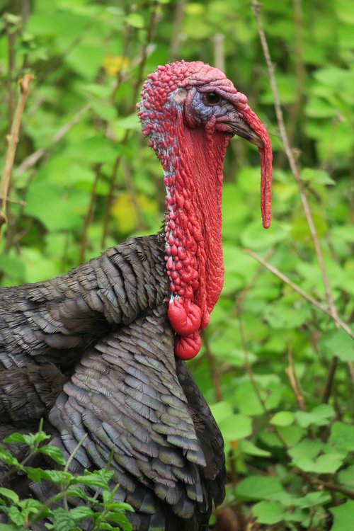 turkey  red  turkey head