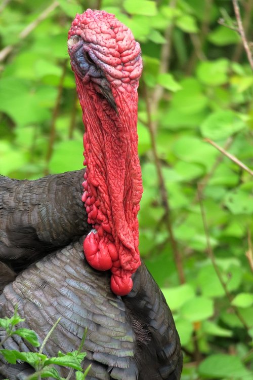 turkey  species  bird