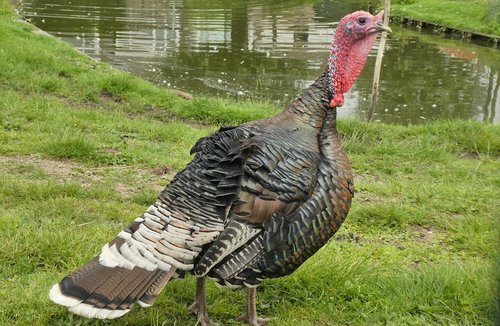 turkey  petting  feathers