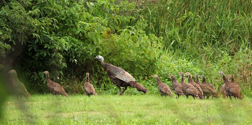 turkey  hen  animal