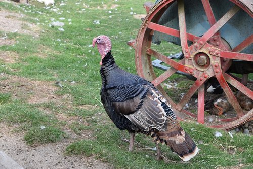turkey  farm  bird
