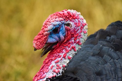 turkey  angry  animal