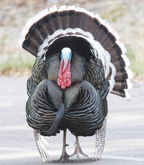 turkey  bird  close up