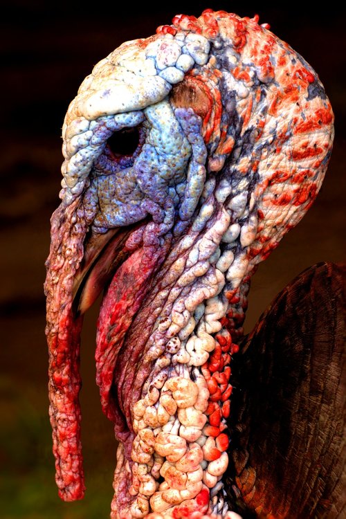 turkey  bird  animal