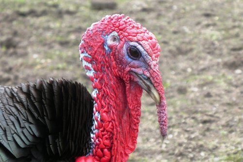 turkey  head  bird