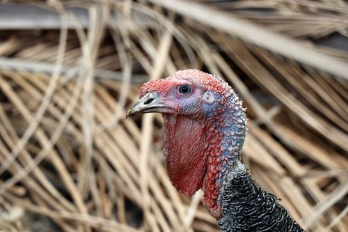 turkey  portrait  bird