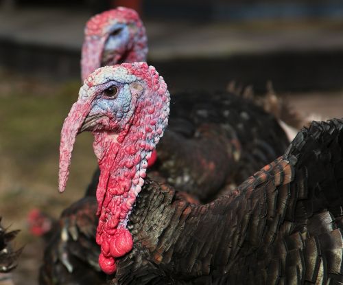 turkey animals red