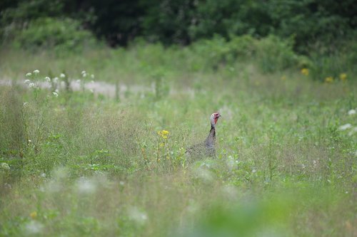 turkey  bird  wildlife