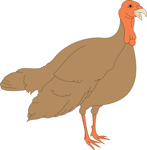 turkey bird animal