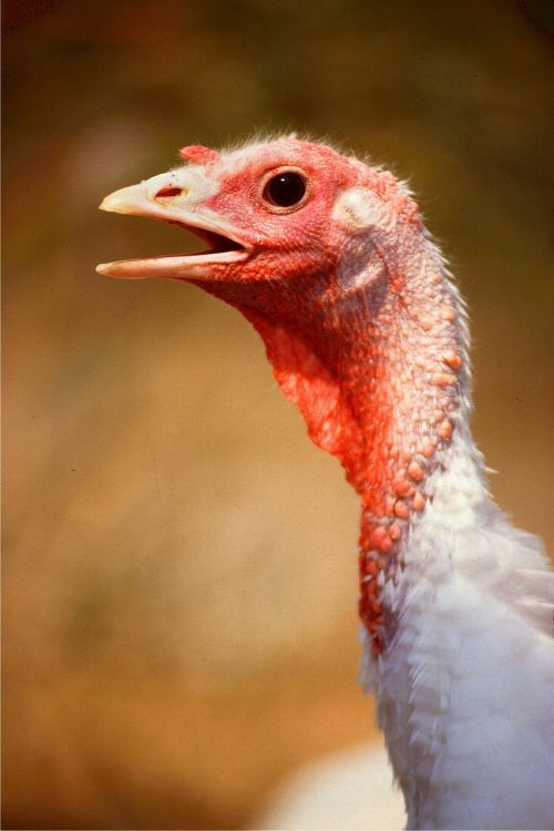turkey bird female