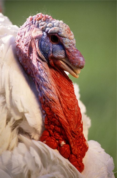 turkey bird male