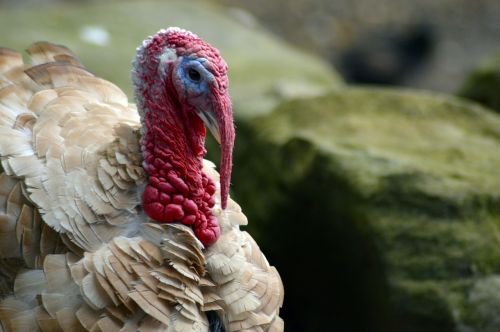 turkey bird feather