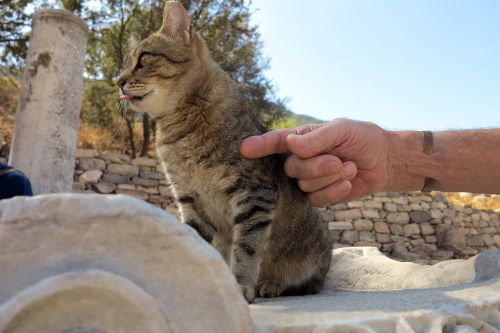 turkey cat