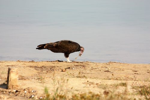 Turkey Buzzard Eating On Beach