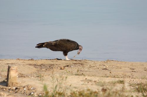 Turkey Buzzard On Lake Shore