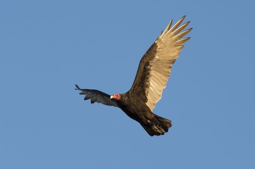 turkey vulture bird wildlife
