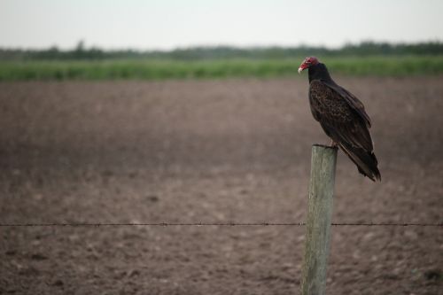 Turkey Vulture