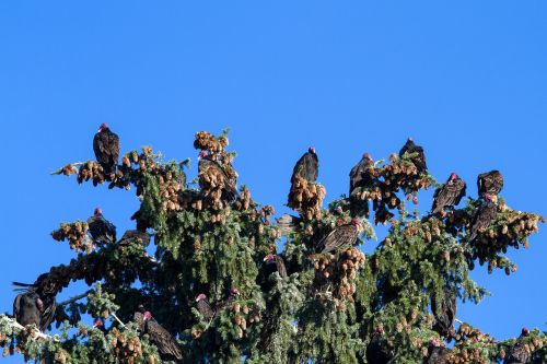 turkey vulture raptor scavengers