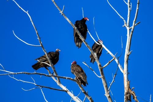 turkey vulture raptor scavengers