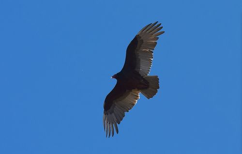 turkey vulture bird scavenger