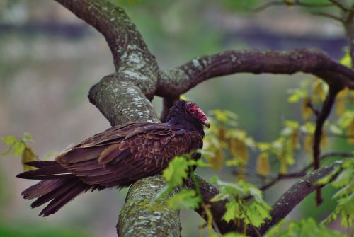 turkey vulture raptor bird